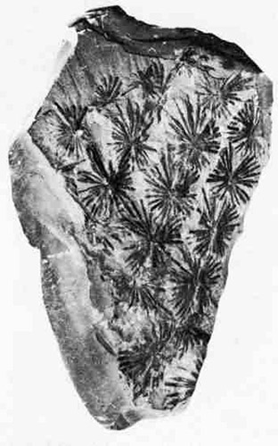 Alethopteris