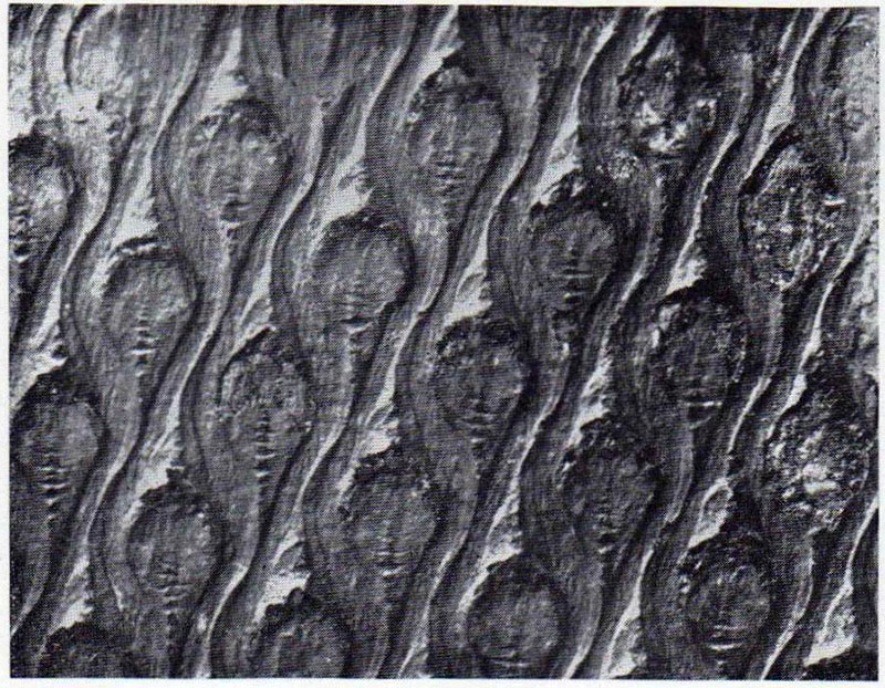 Lepidodendron